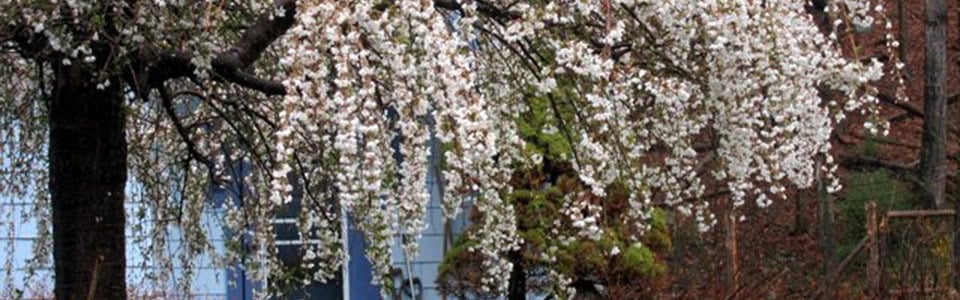 tree in bloom